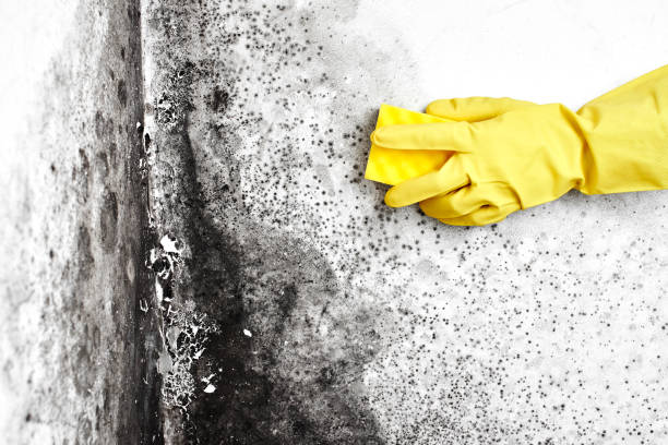 Best Commercial Mold Removal  in Clinton, WI