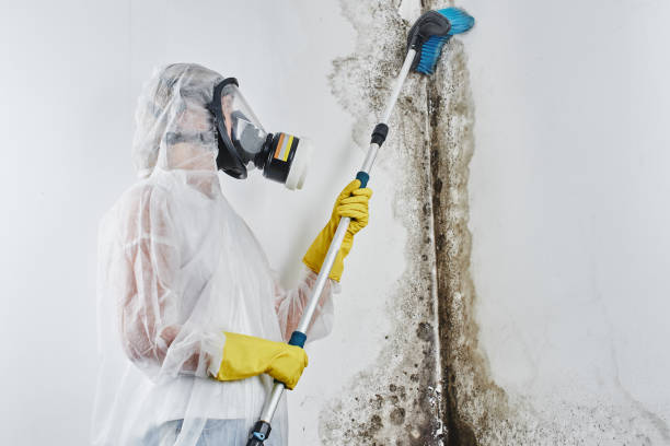 Clinton, WI Mold Removal Company