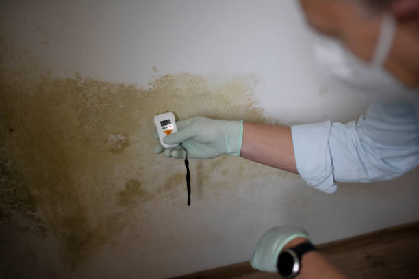 Best Fast Mold Removal  in Clinton, WI