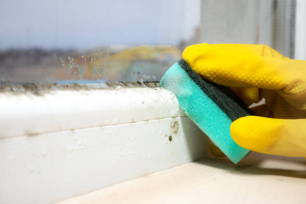 Best Office Mold Removal Services  in Clinton, WI
