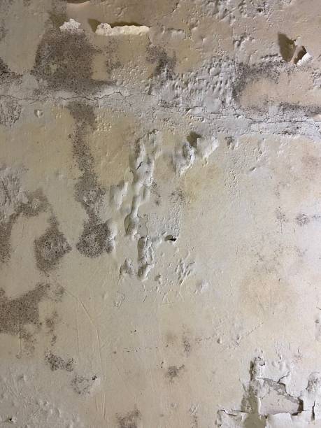 Best Mold Remediation Services  in Clinton, WI