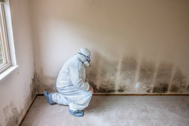 Best Professional Mold Removal  in Clinton, WI
