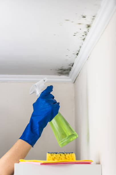 Best Emergency Mold Removal  in Clinton, WI